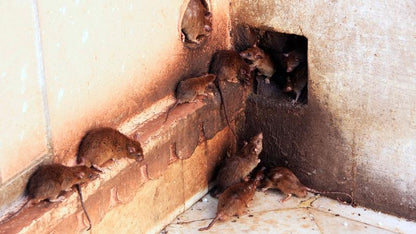 Mitx™ Rat Repellent Spray | BUY 1 GET 2 FREE